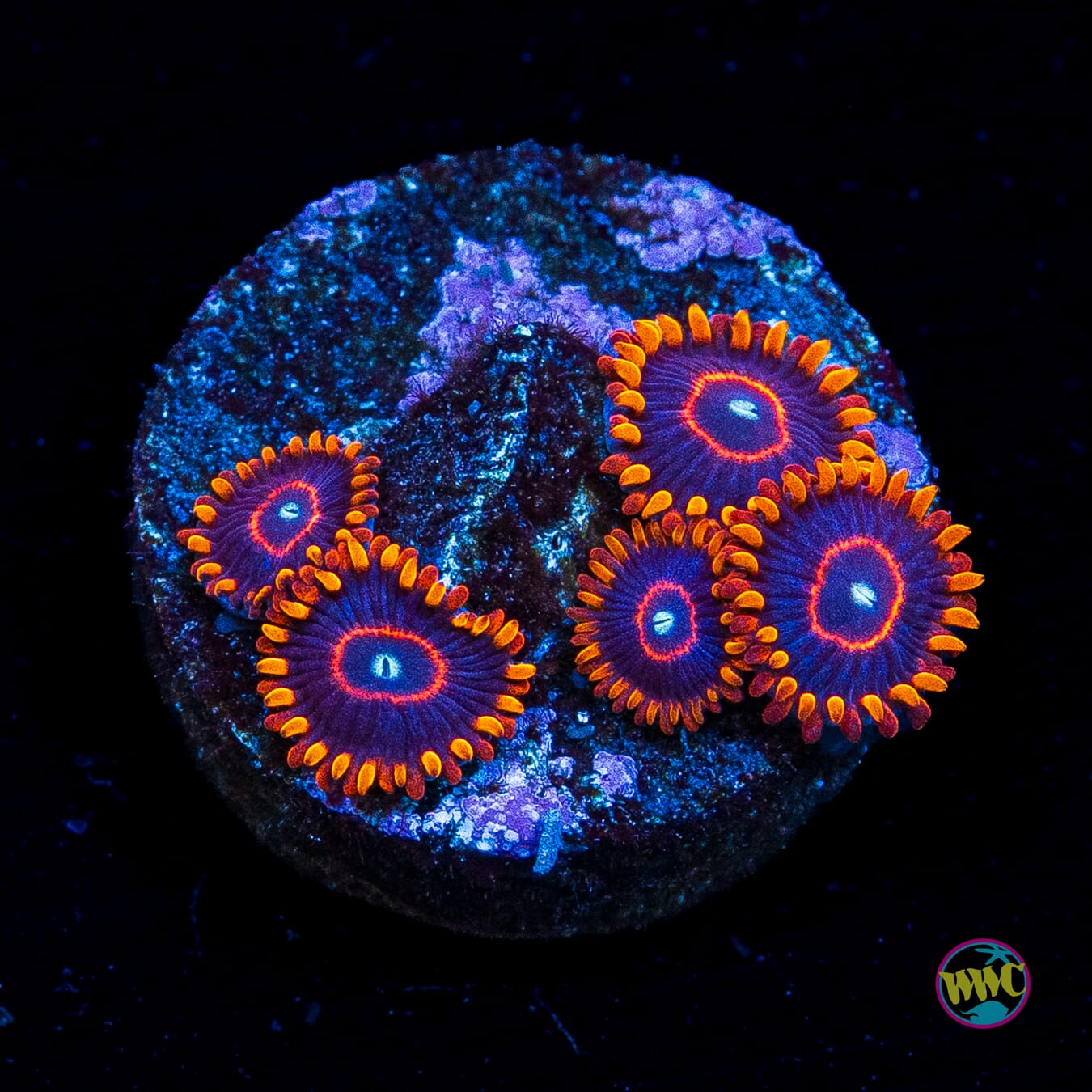 Red Hornet Zoanthids