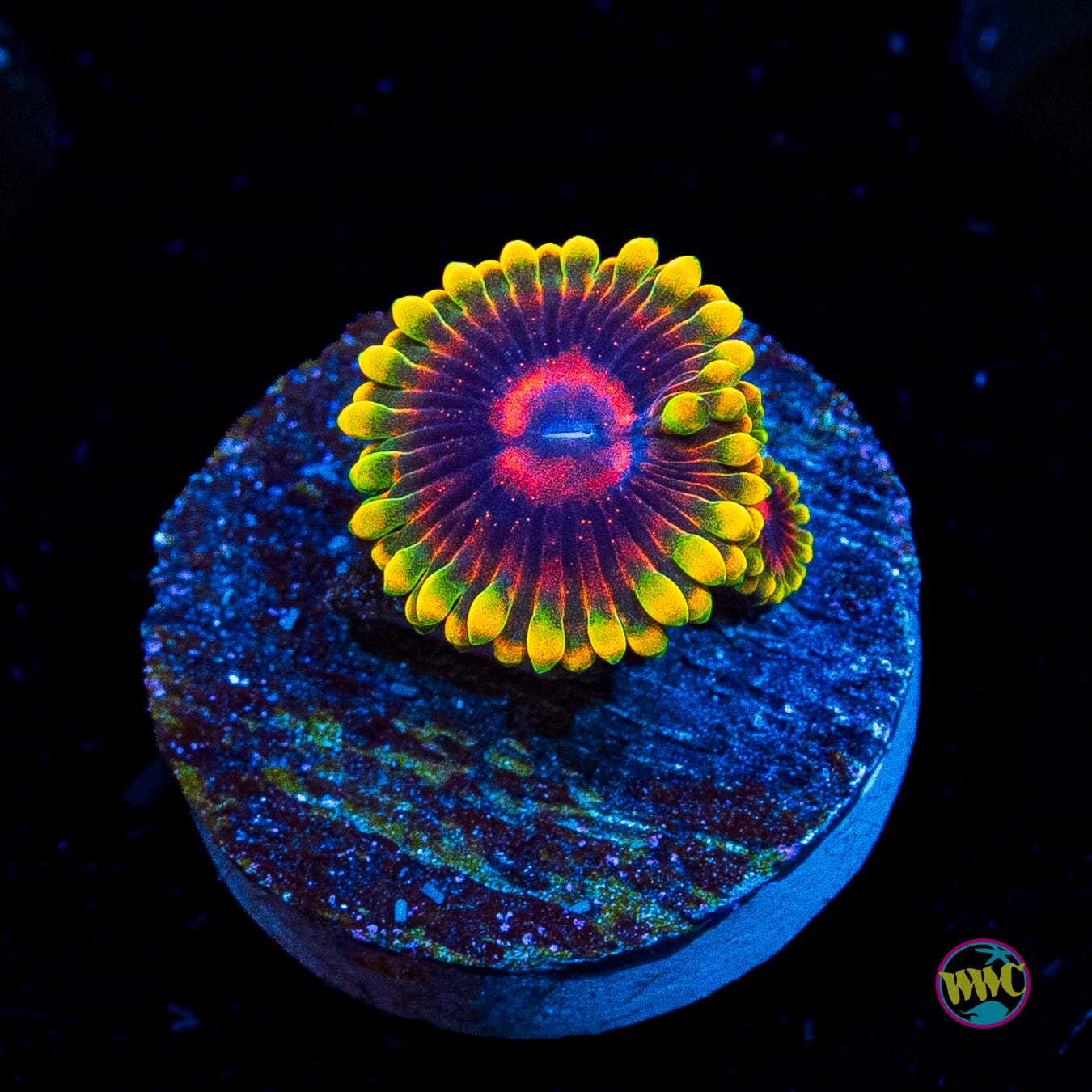Mind Trick Zoanthids