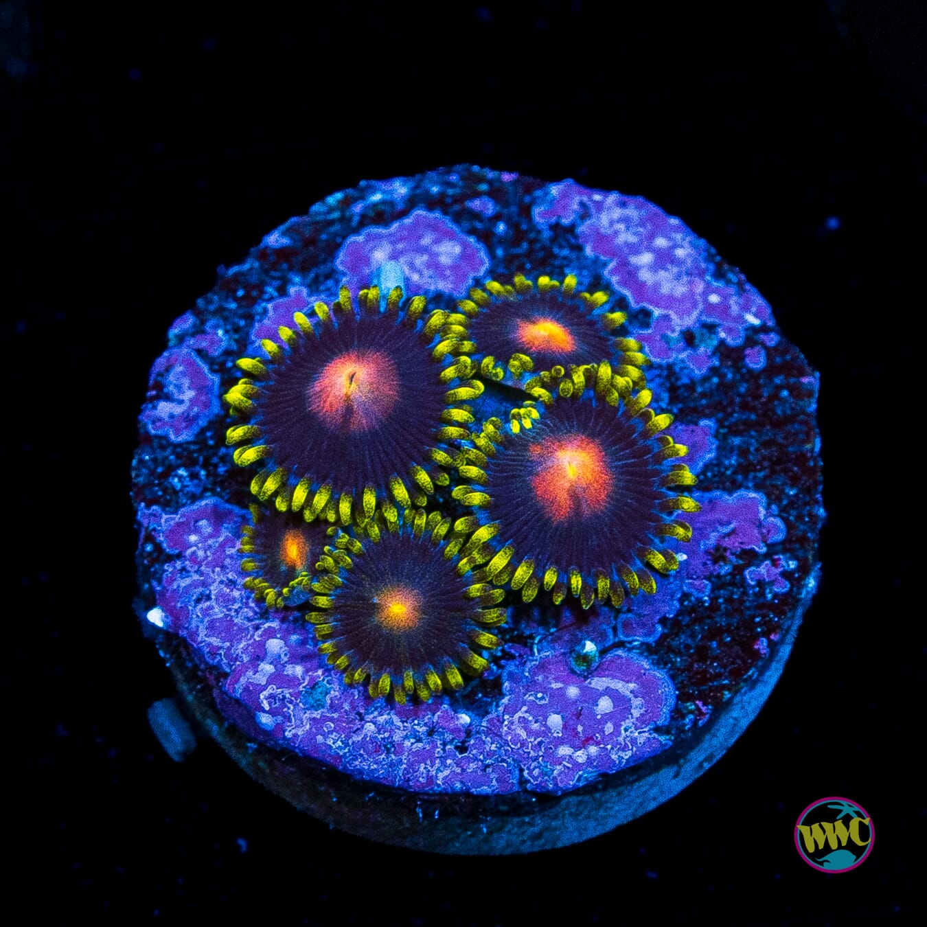 WWC Peacock Nipple Zoanthids