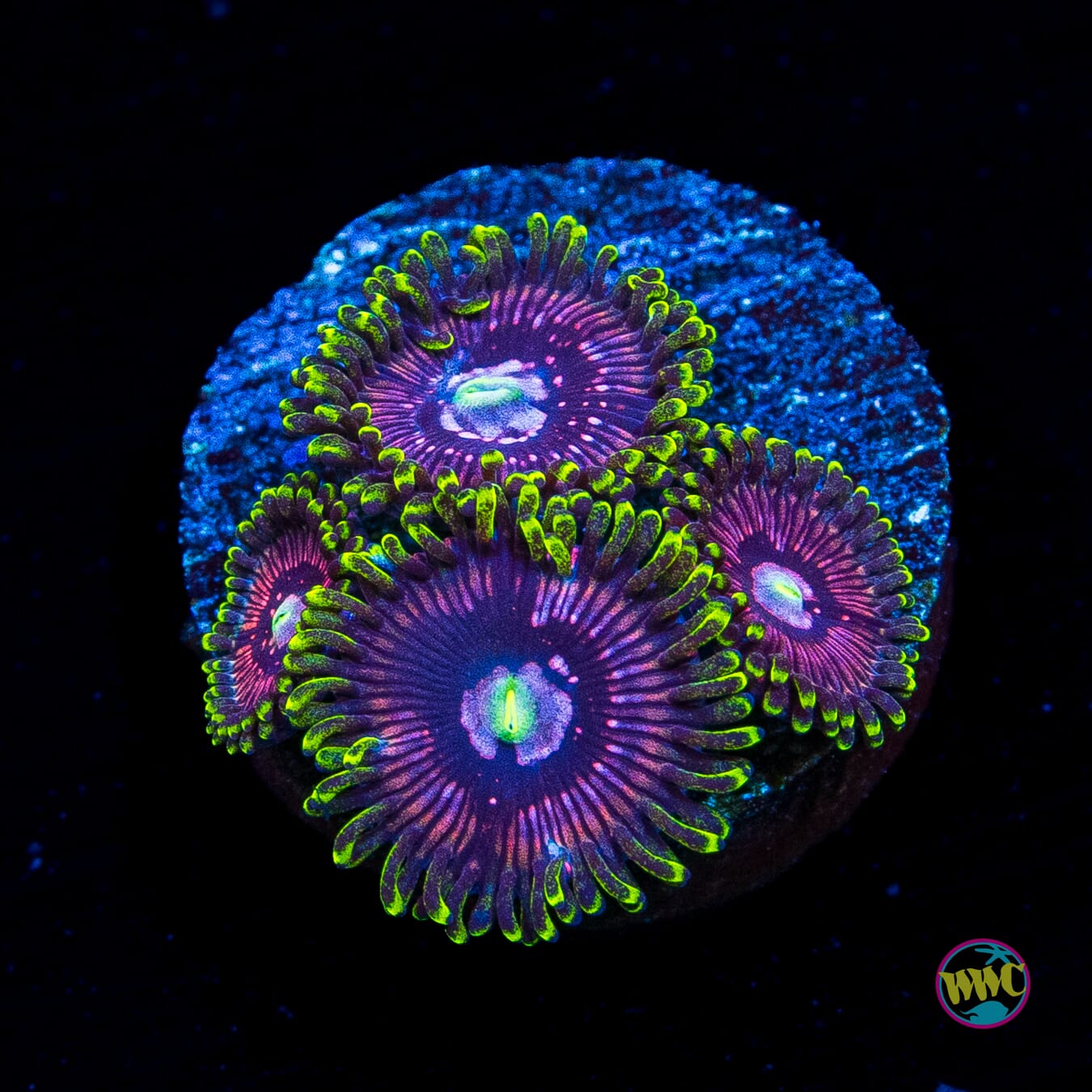 WWC Black Orchid Zoanthids
