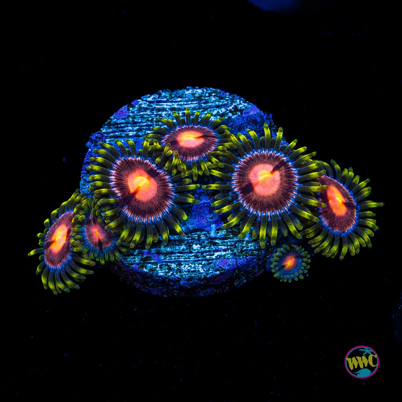 WWC Sweet Tooth Zoanthids