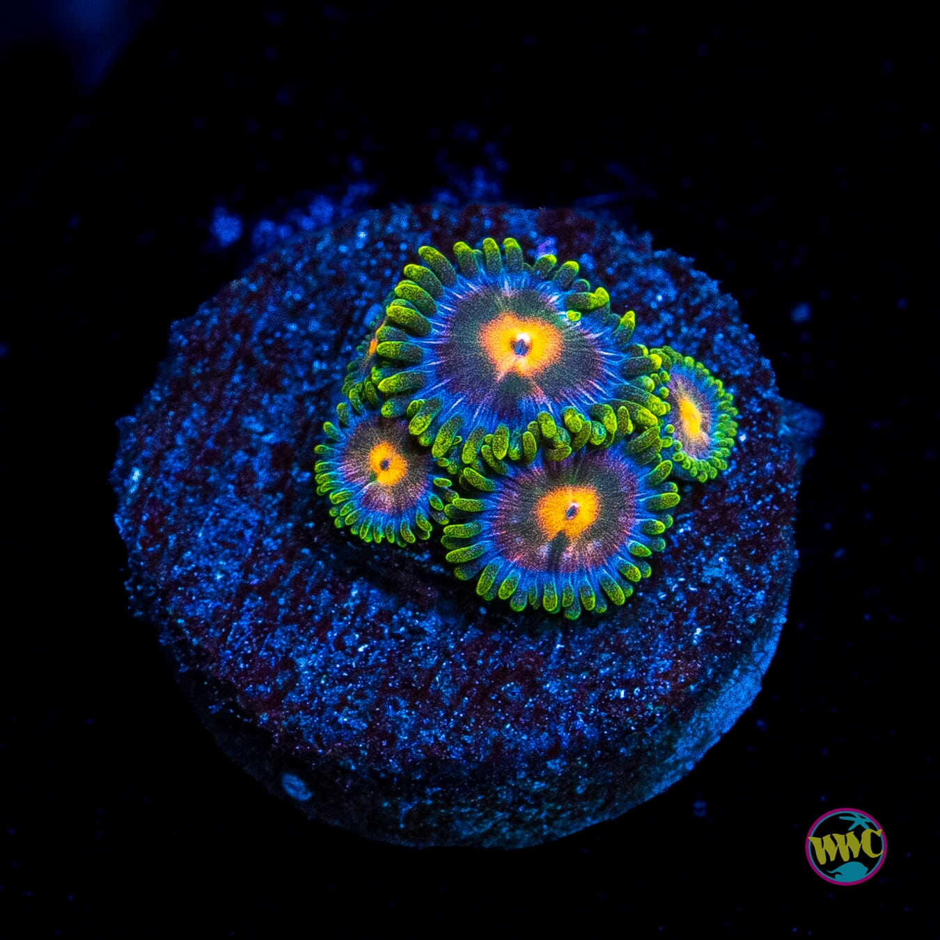 Blue Pinwheel Zoanthids