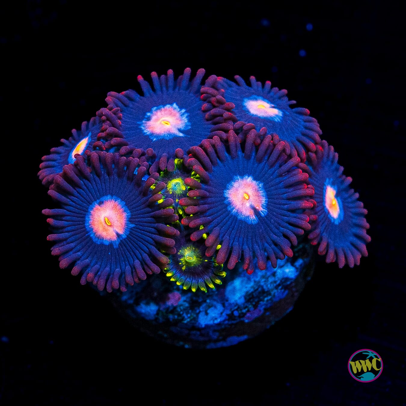 WWC Blue Steel and Blueberry Fields Combo Zoanthids