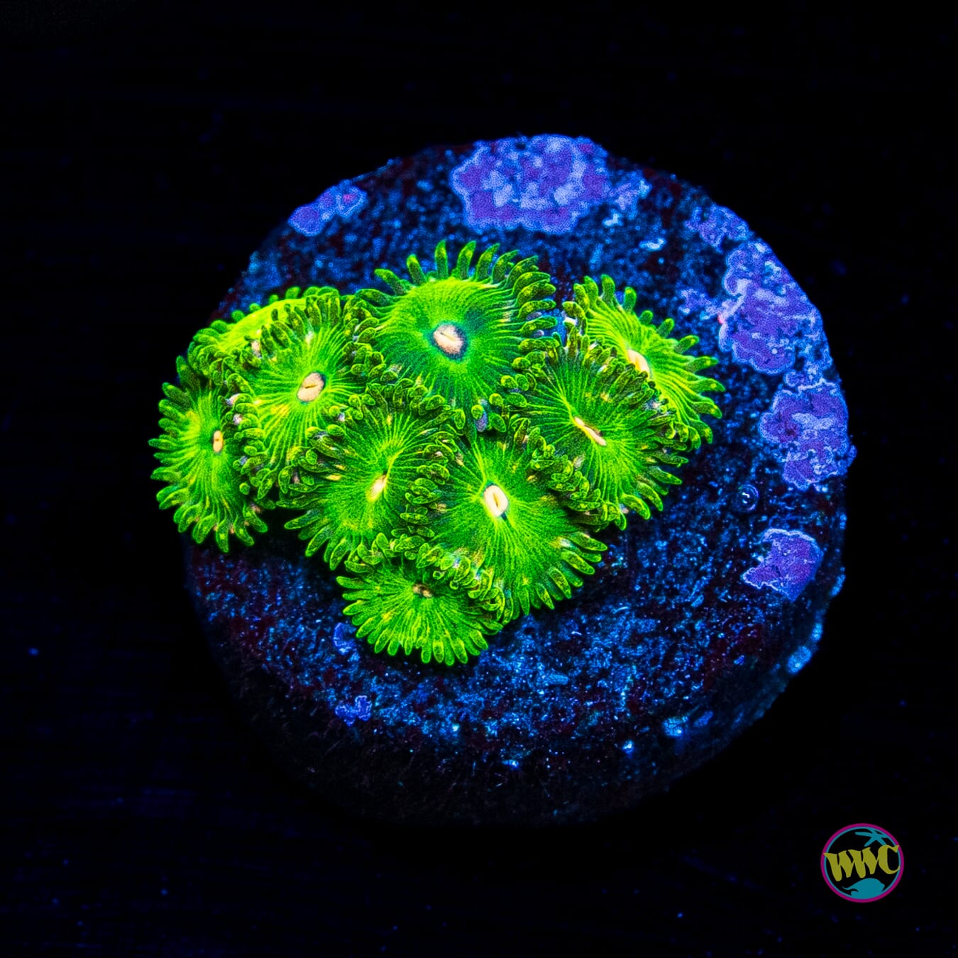 WWC Pine Nutz Zoanthids