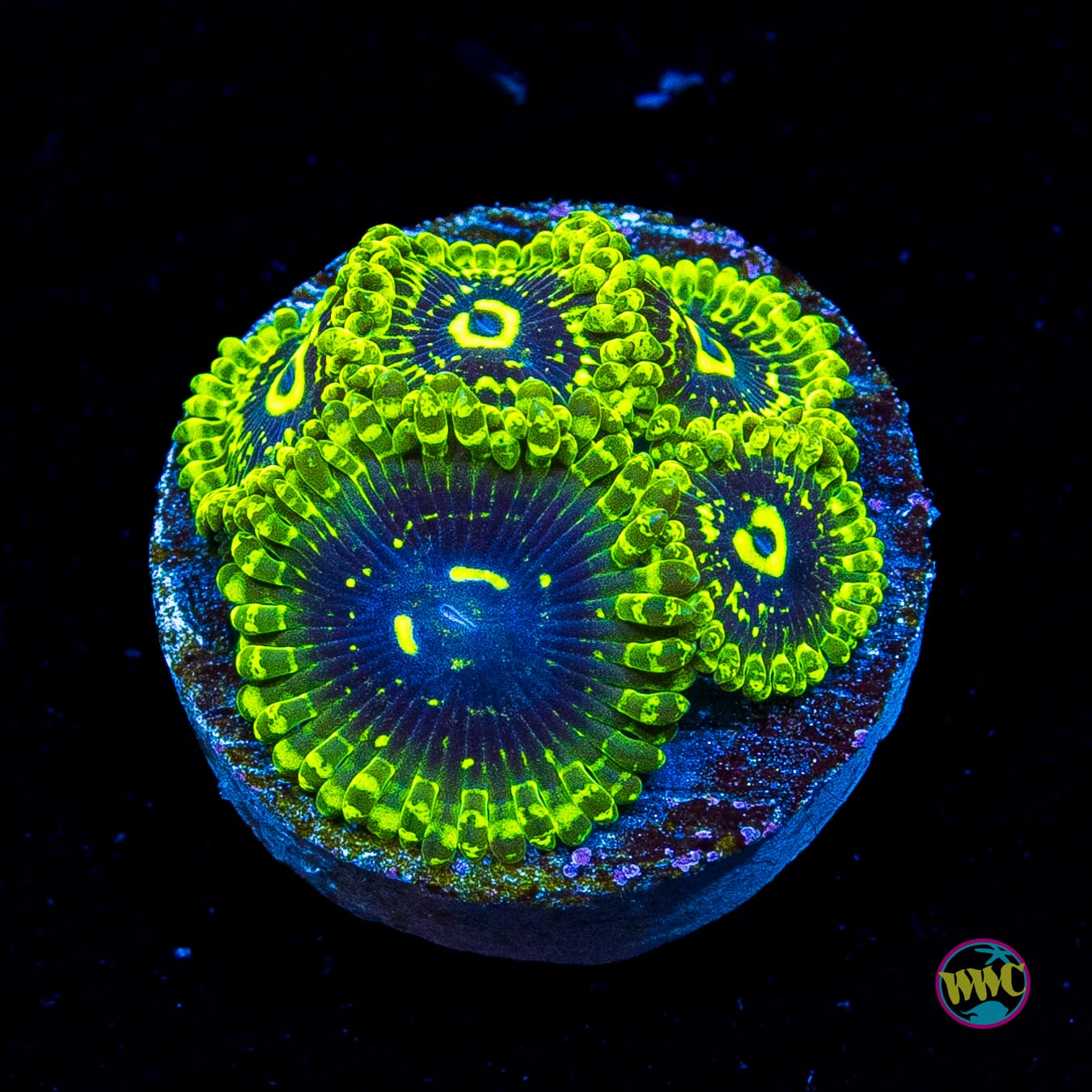 Exosphere Zoanthids