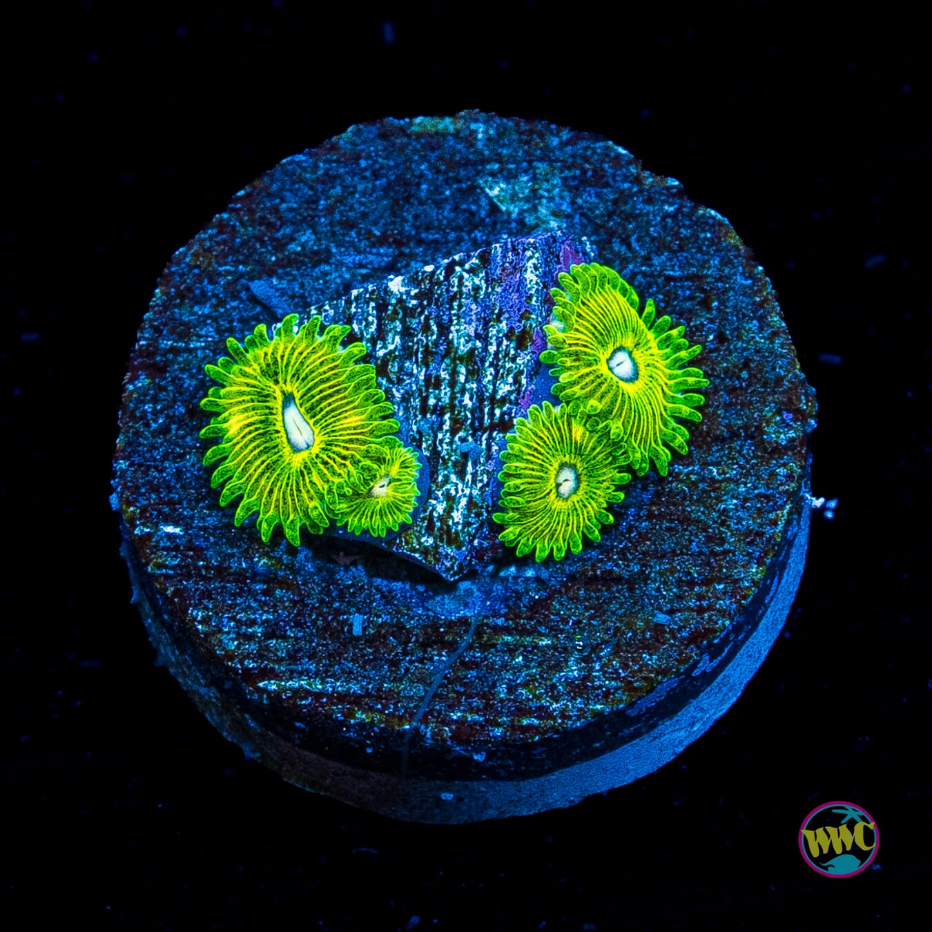 WWC Spinarakz Zoanthids
