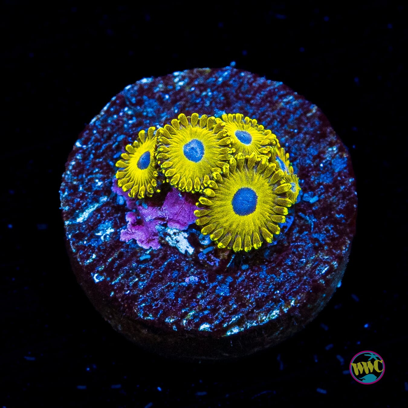WWC Canary Island Zoanthids