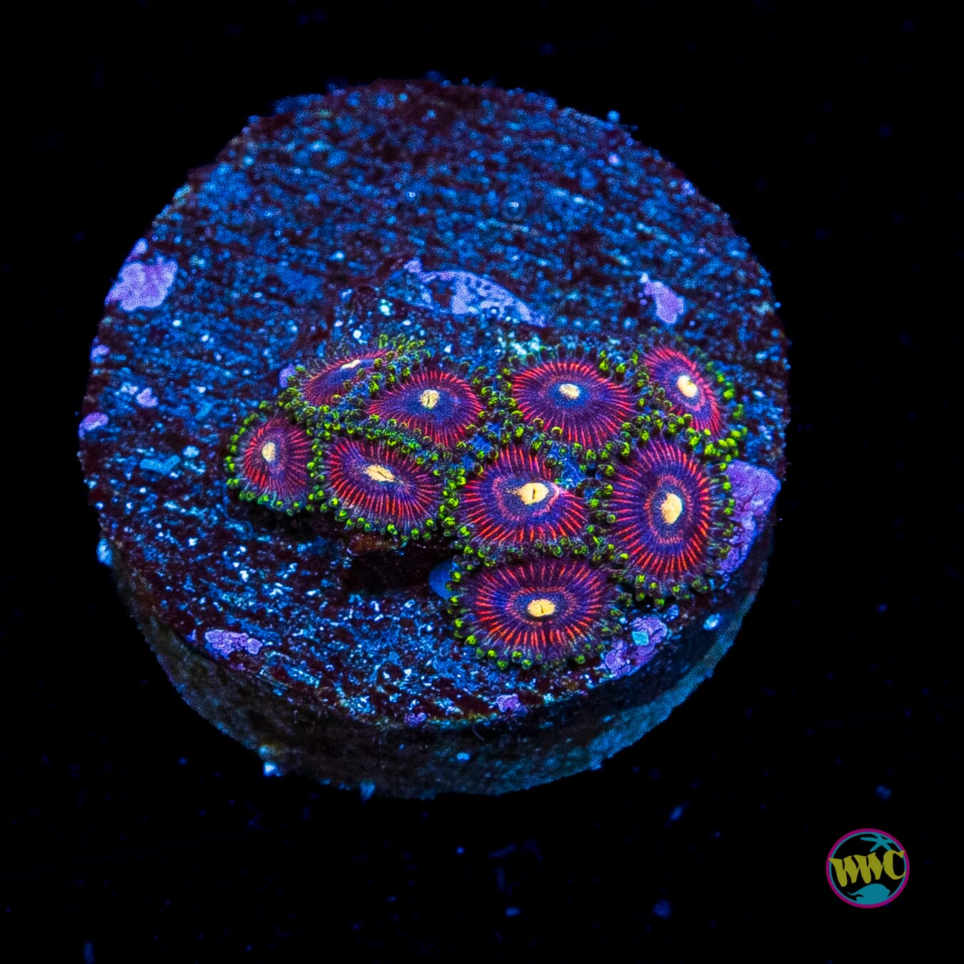 WWC Mini Me Zoanthids