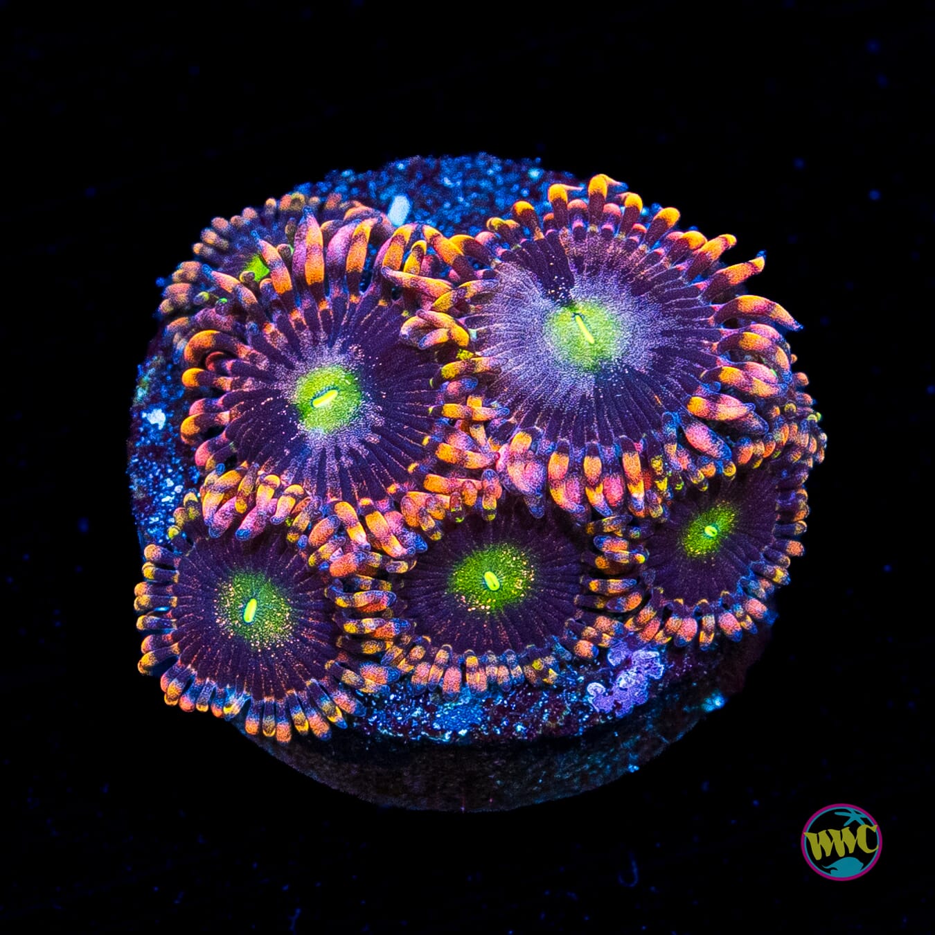 WWC Laffy Taffy Zoanthids