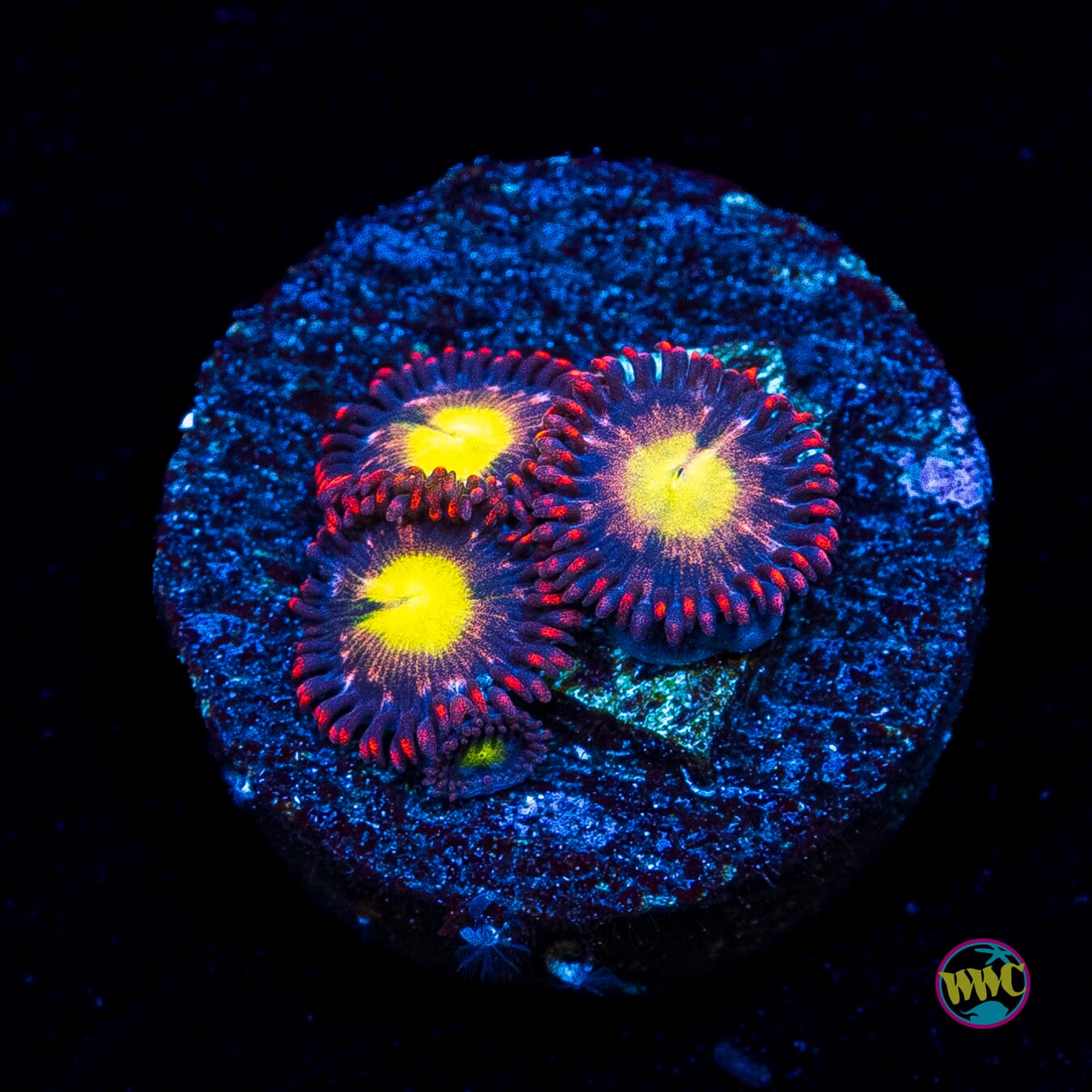 WWC Egg Yolk Zoanthids