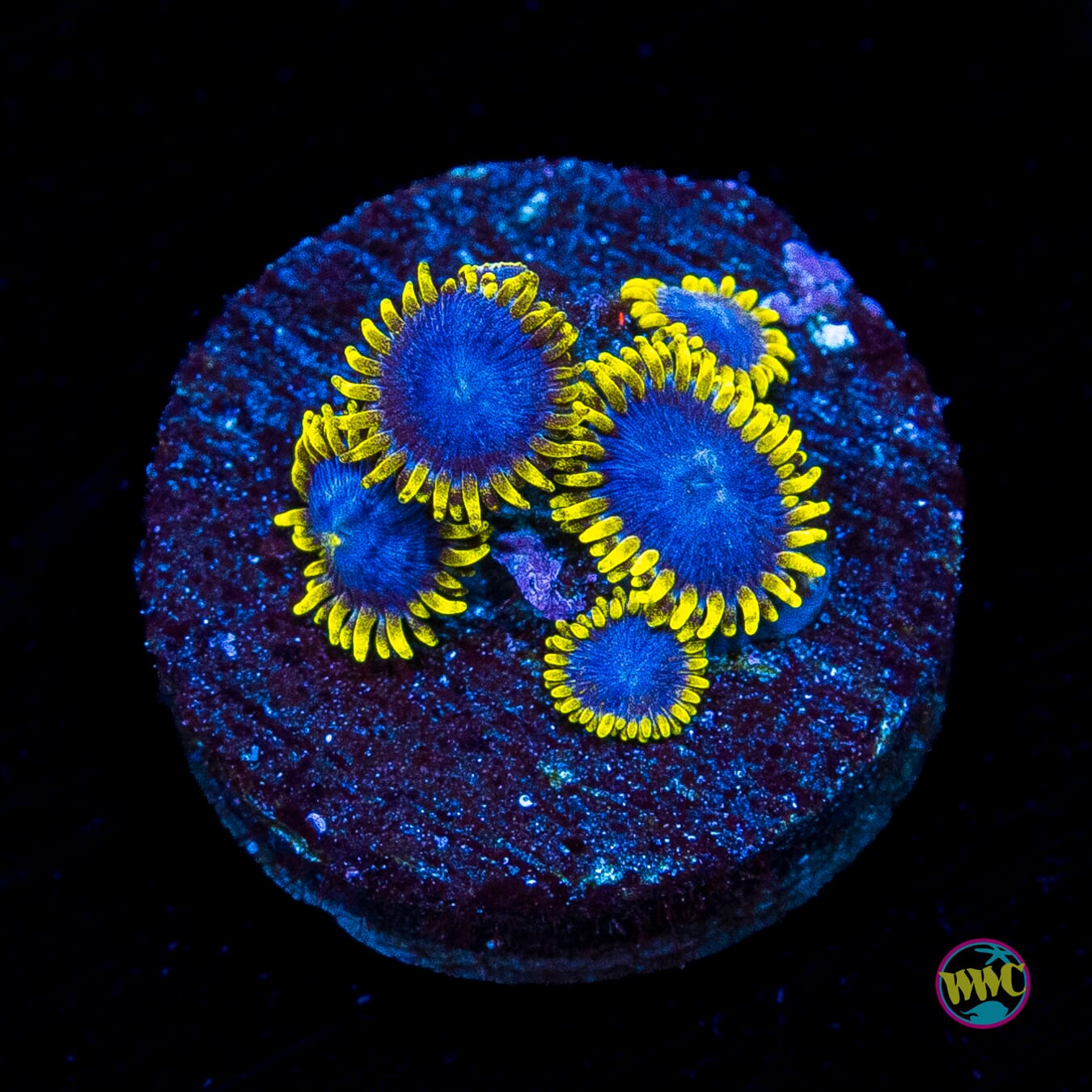 WWC Blue Angels Zoanthids