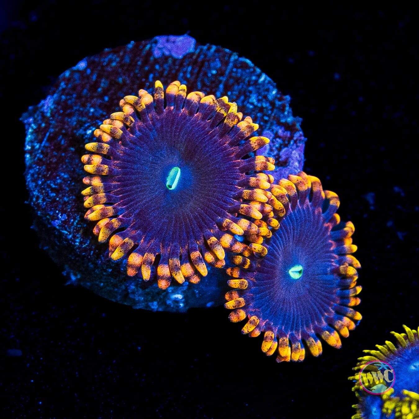 WWC Ultimate Chaos Zoanthids