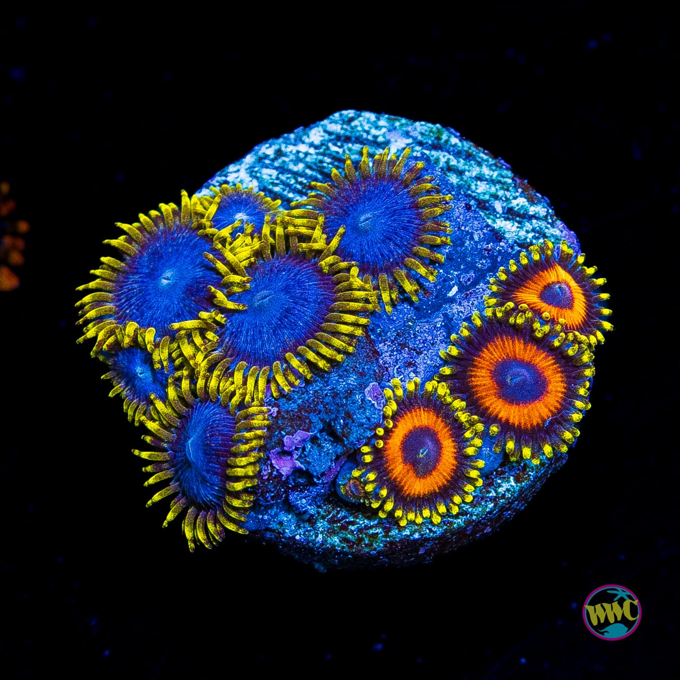 WWC Blue Angels and Eagle Eye Combo Zoanthids