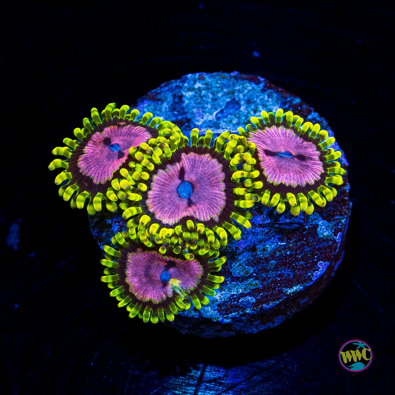 WWC Purple Monsters Zoanthids