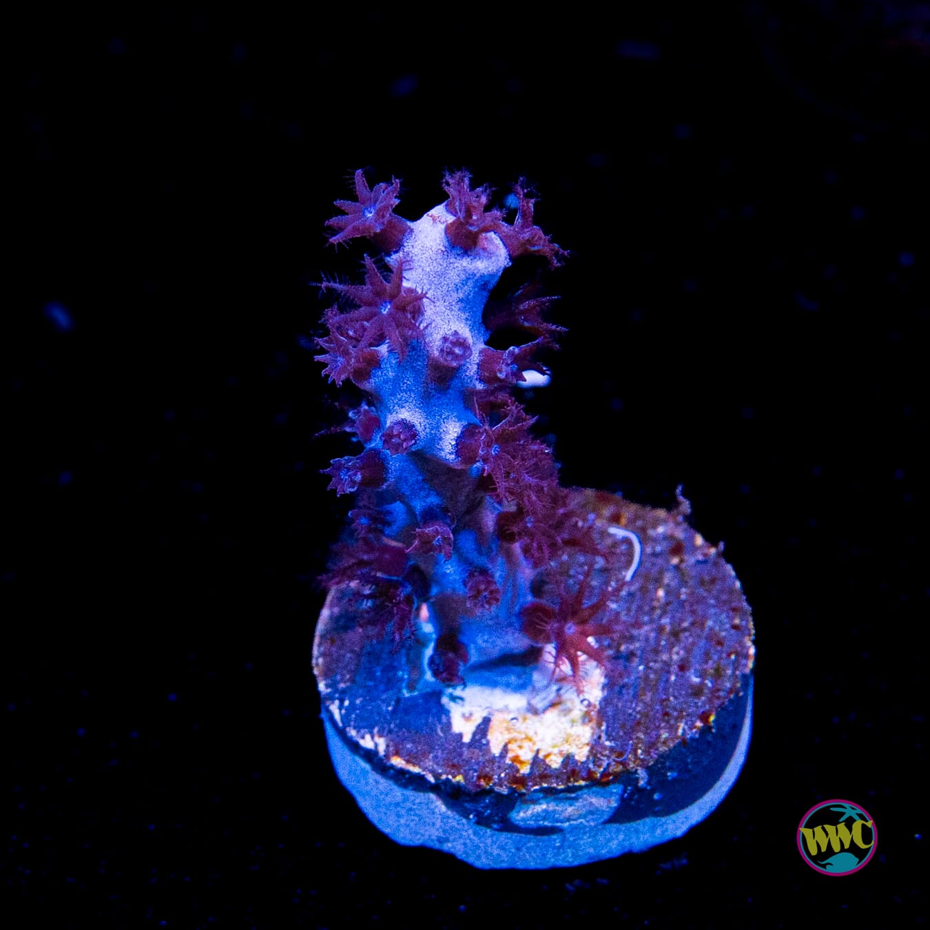 Tracy Morgonian Gorgonian