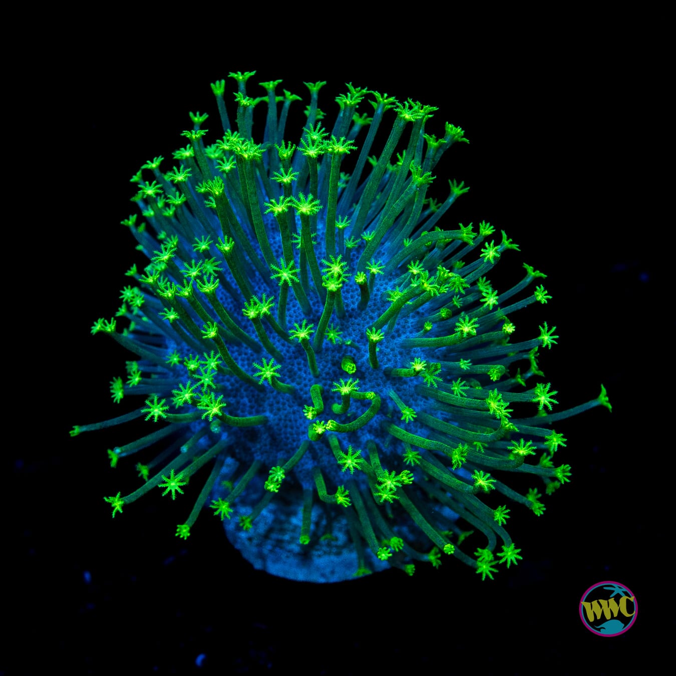 WWC Neon Polyp Toadstool Leather
