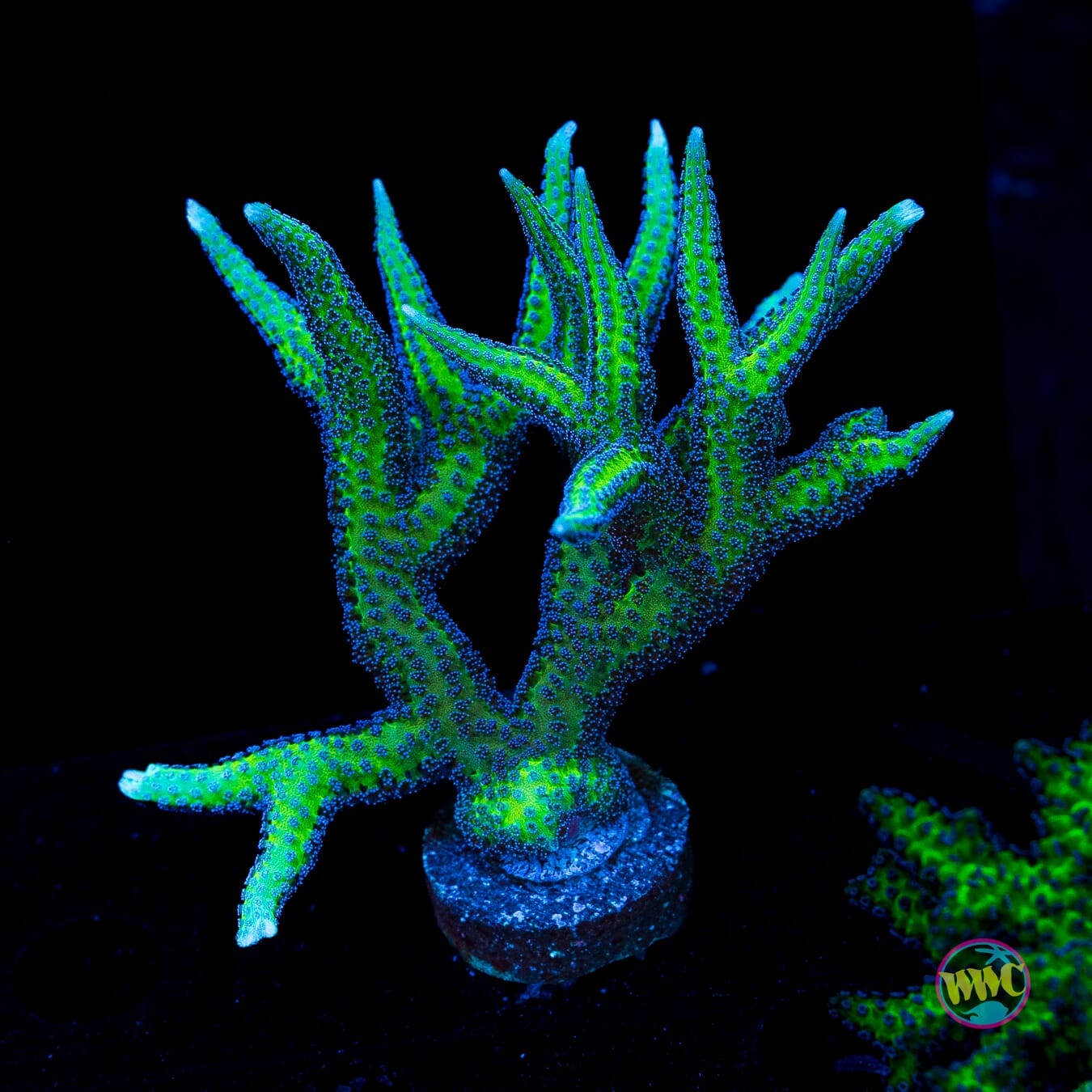 WWC Purple Polyp Birdsnest