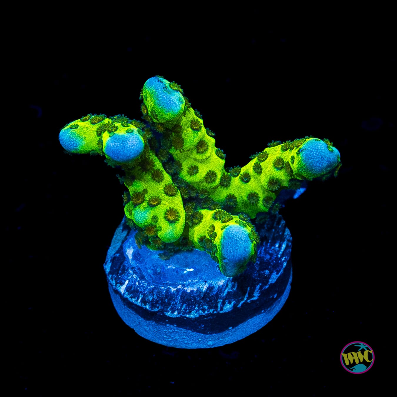 WWC Slimeball Spongodes Montipora