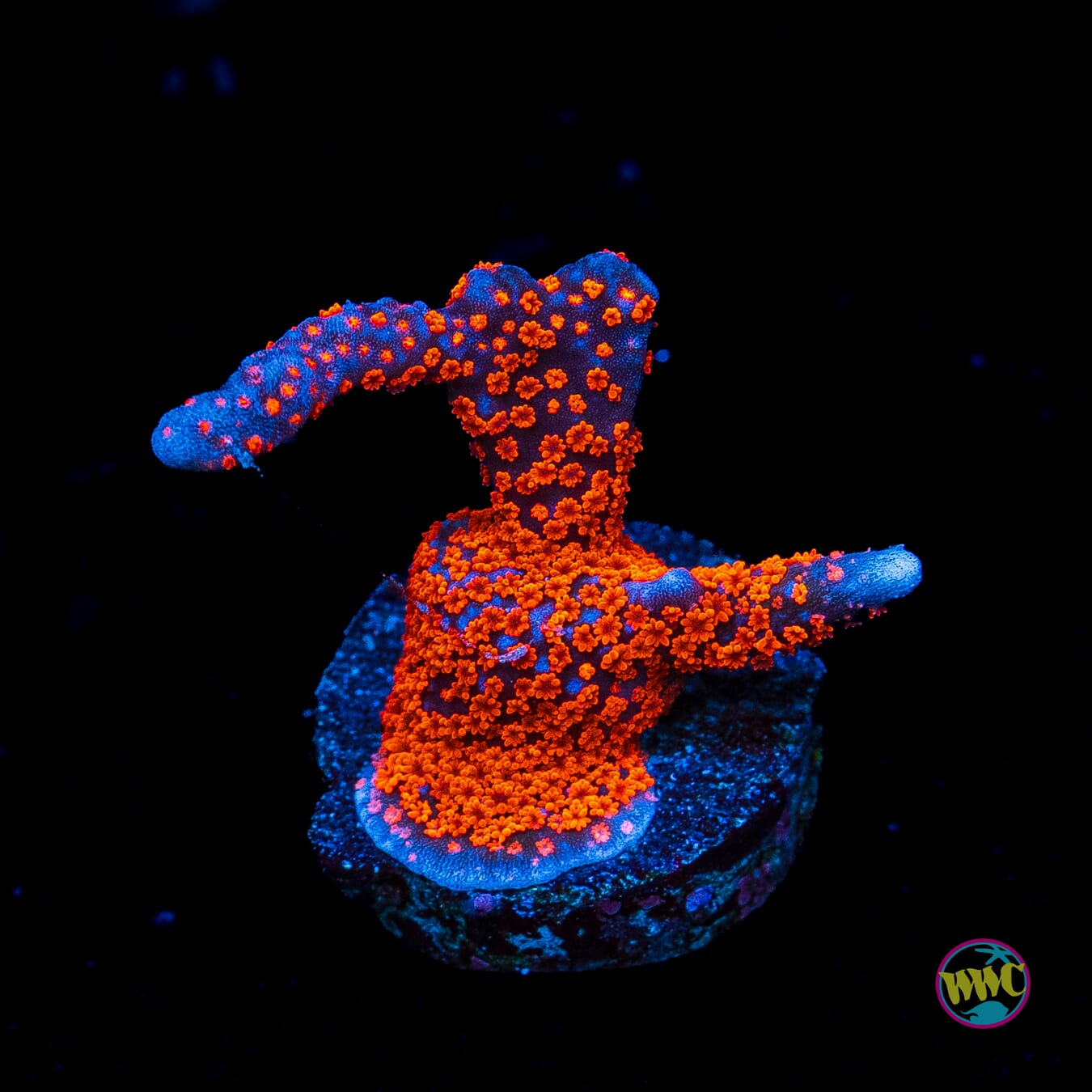 Superman Digitata Montipora