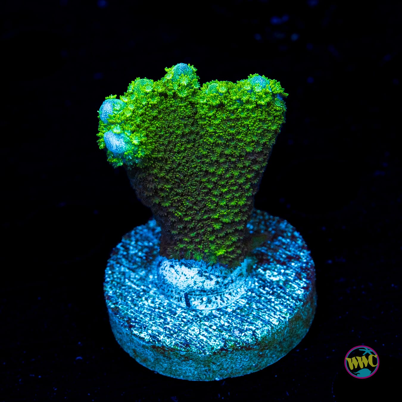 Green Digitata Montipora