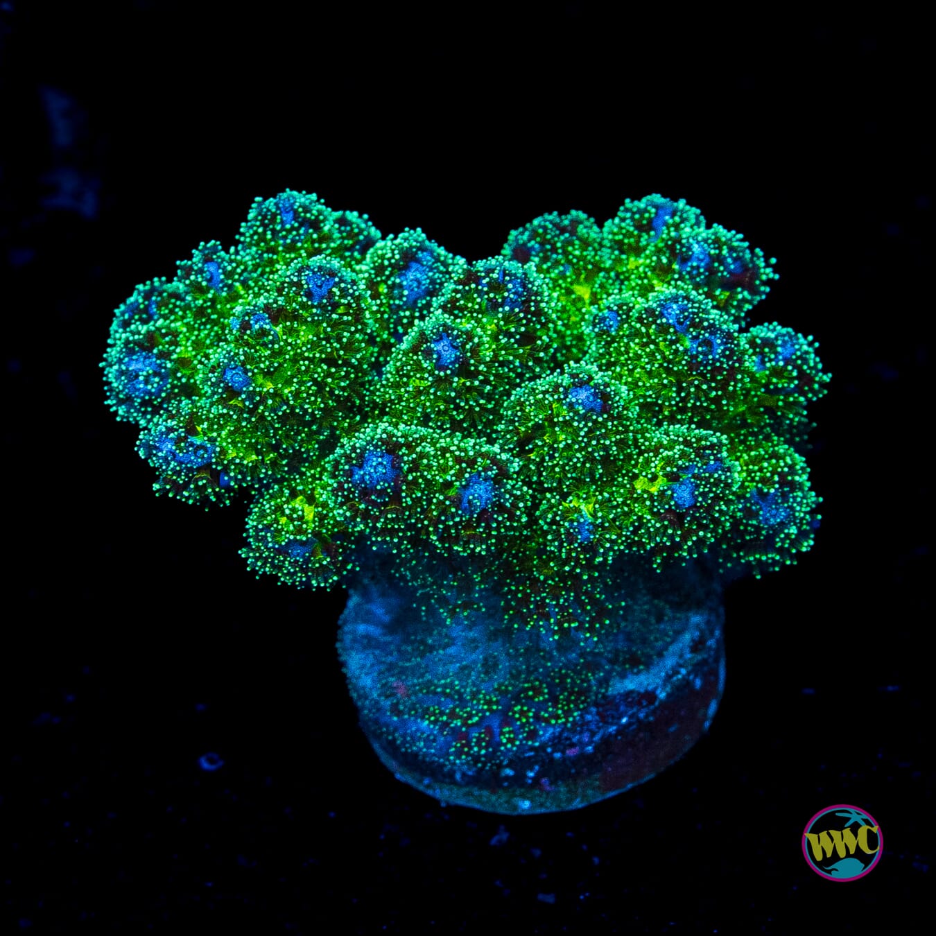 WWC Electric Pocillopora