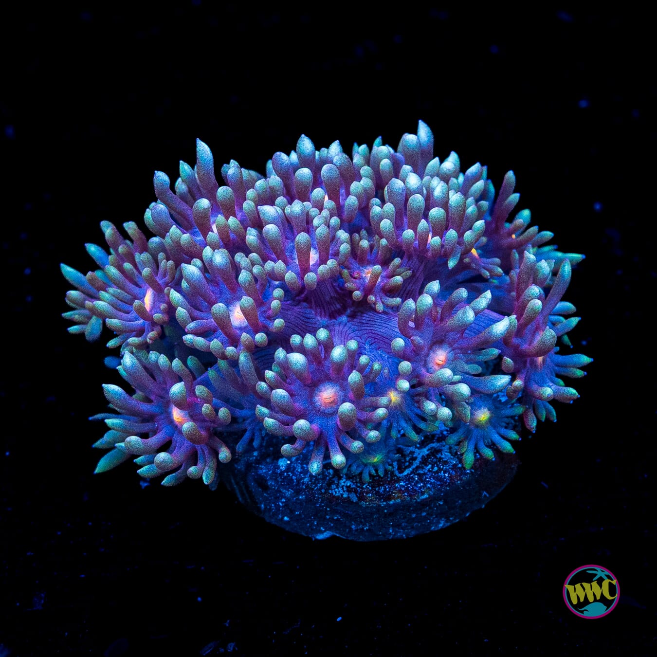Purple Parrot Goniopora