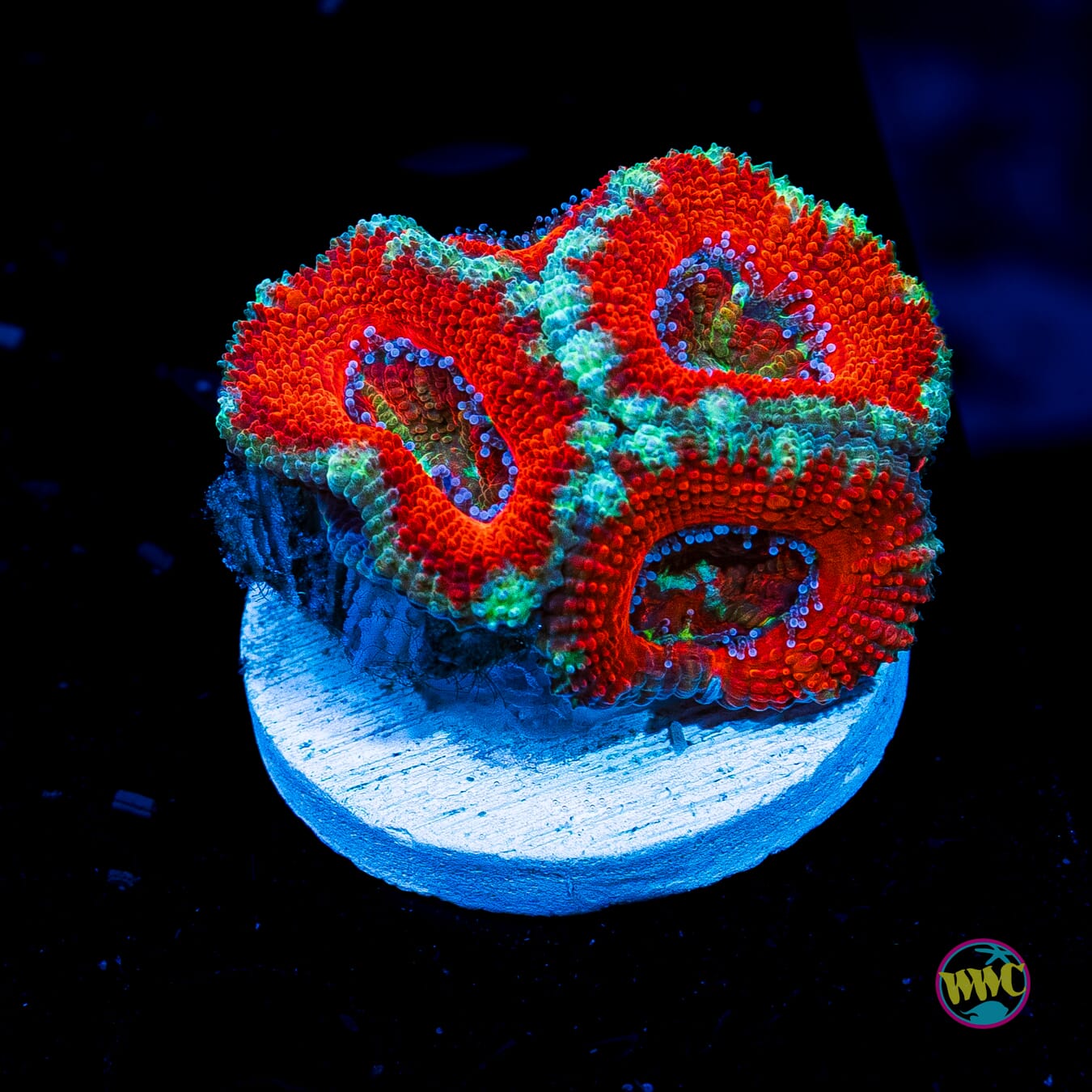 Teal Ring Aussie Lord