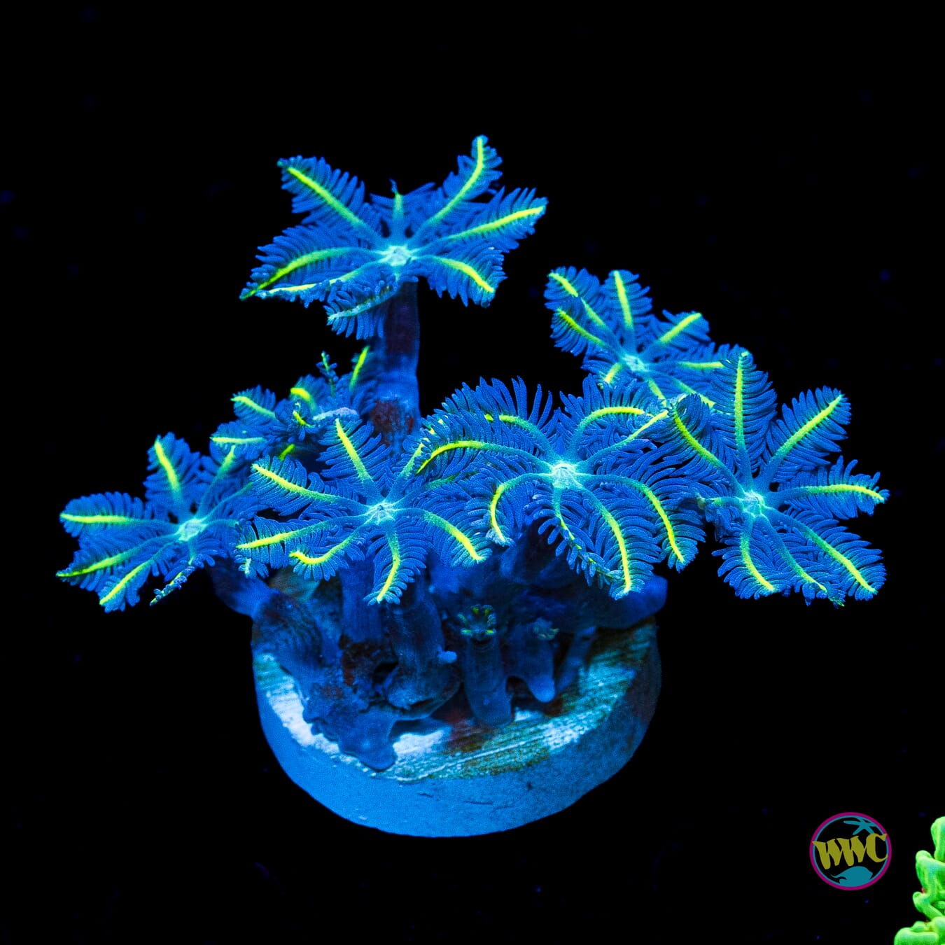 WWC Lemon Tipped Clove Polyps