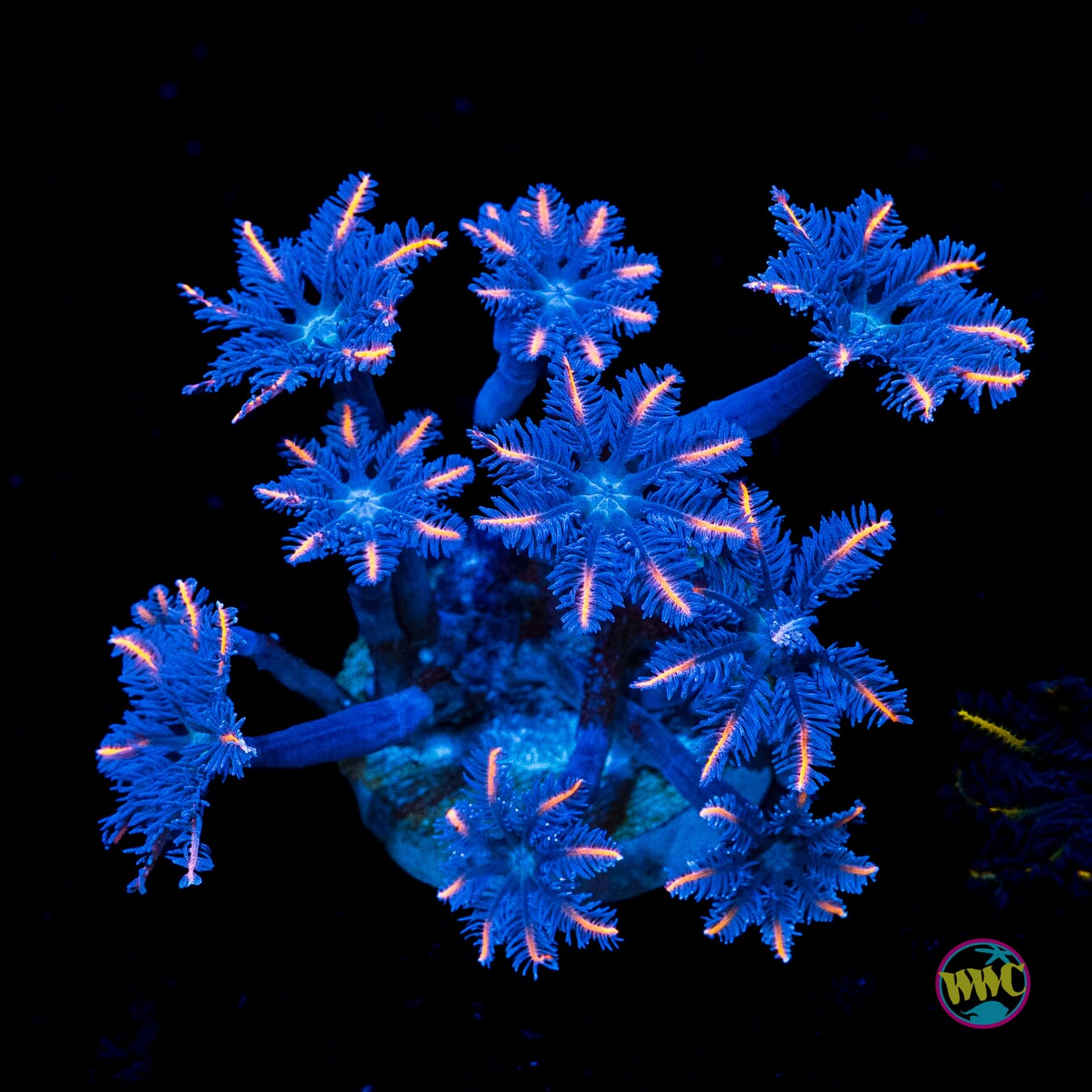 WWC Florida Squeeze Clove Polyps