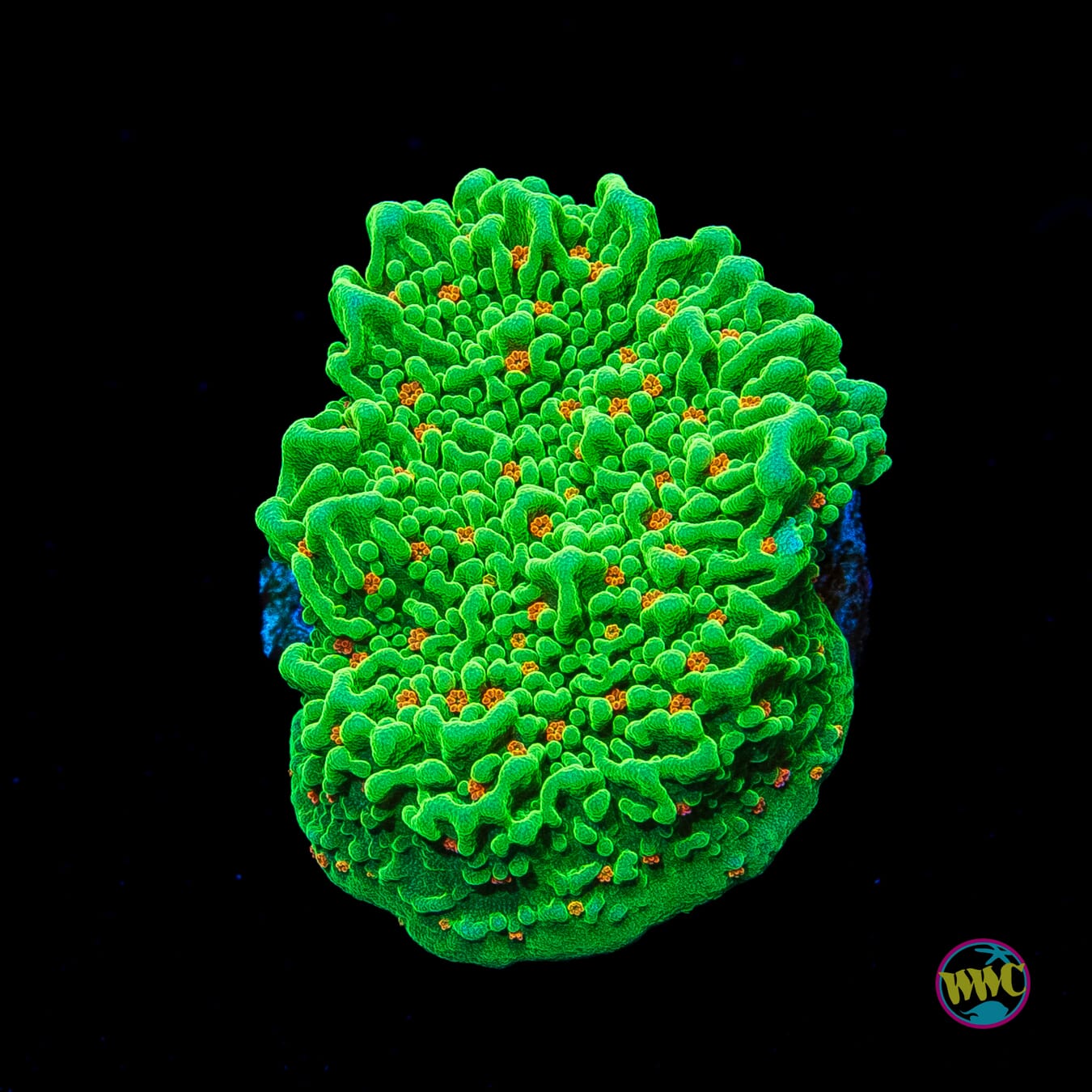 Tequila Sunrise Montipora