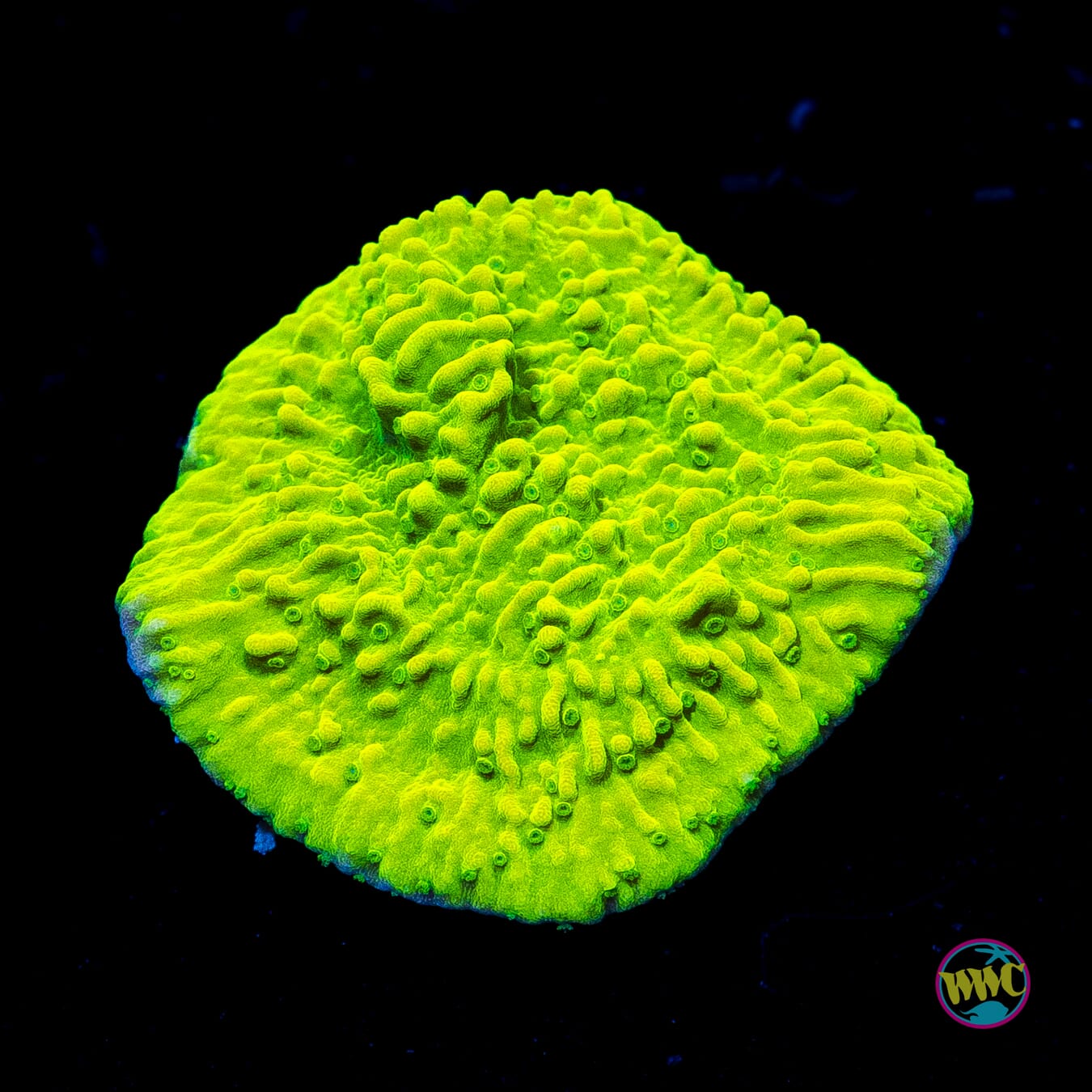 WWC Money Shot Montipora