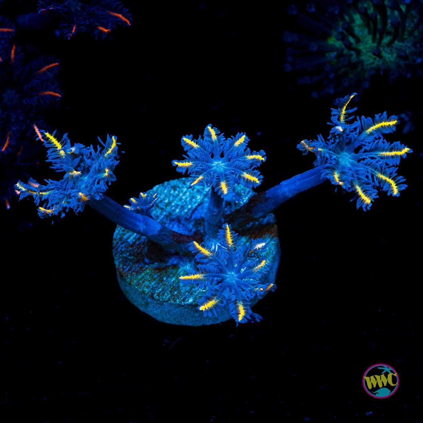 WWC Lemon Tipped Clove Polyps