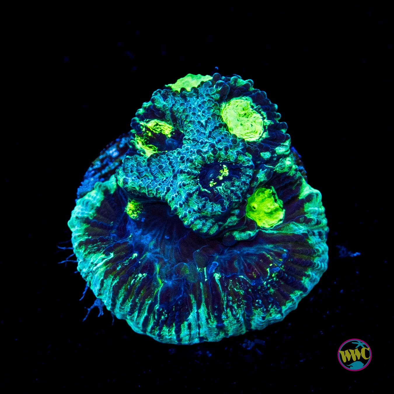 WWC Necromancer Favia