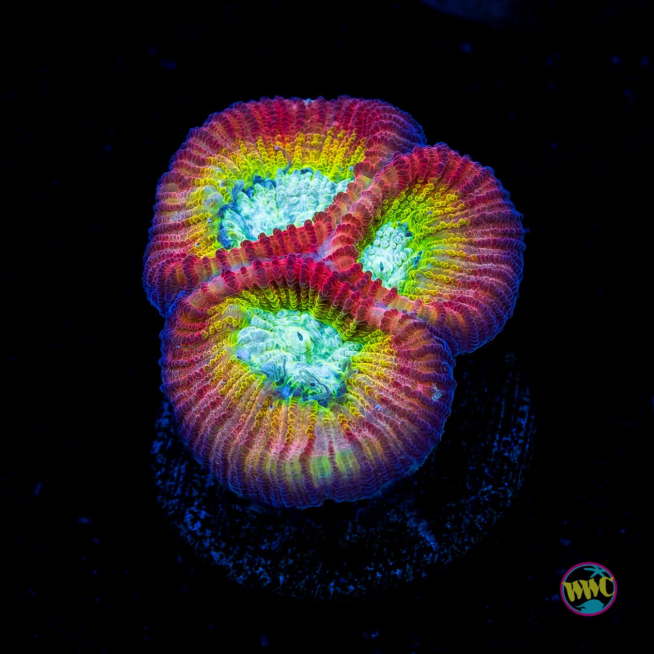 WWC Fantasmo Favia