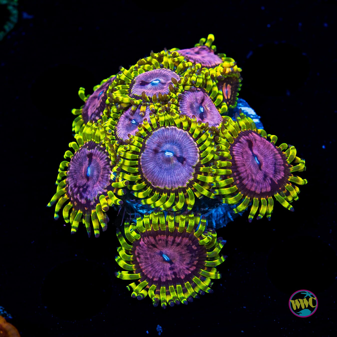WWC Purple Monsters Zoanthids