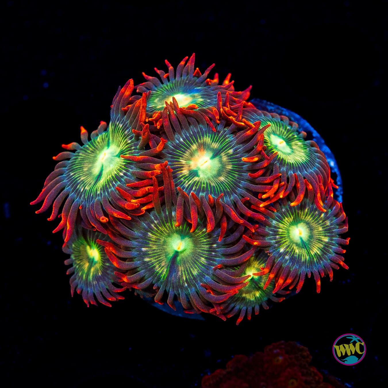 WWC Astral Shift Zoanthids