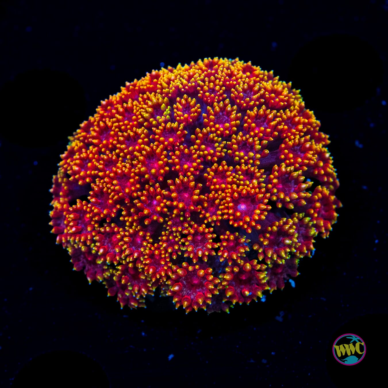 WWC Mai Tai Micro Goniopora