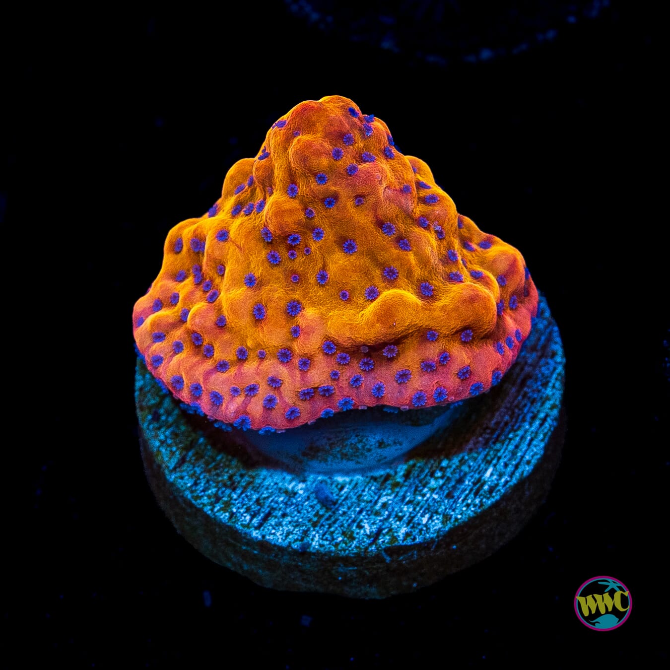 Jason Fox Altered Ego Montipora