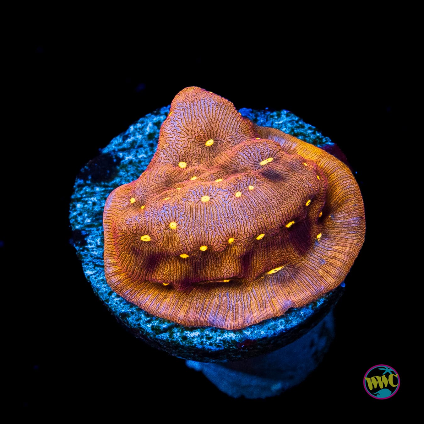 Jason Fox Sun God Leptoseris
