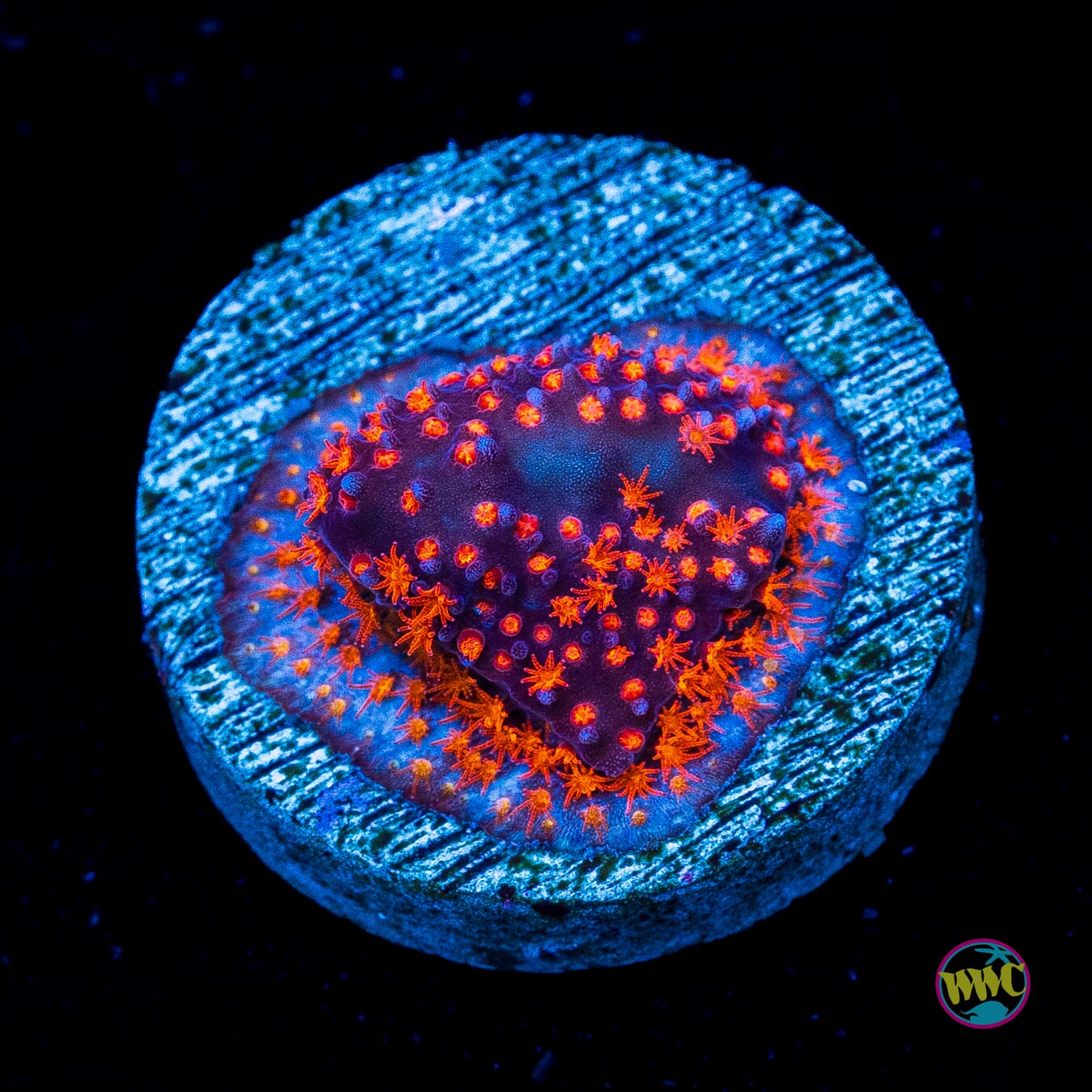 WWC Spiderman Stylocoeniella