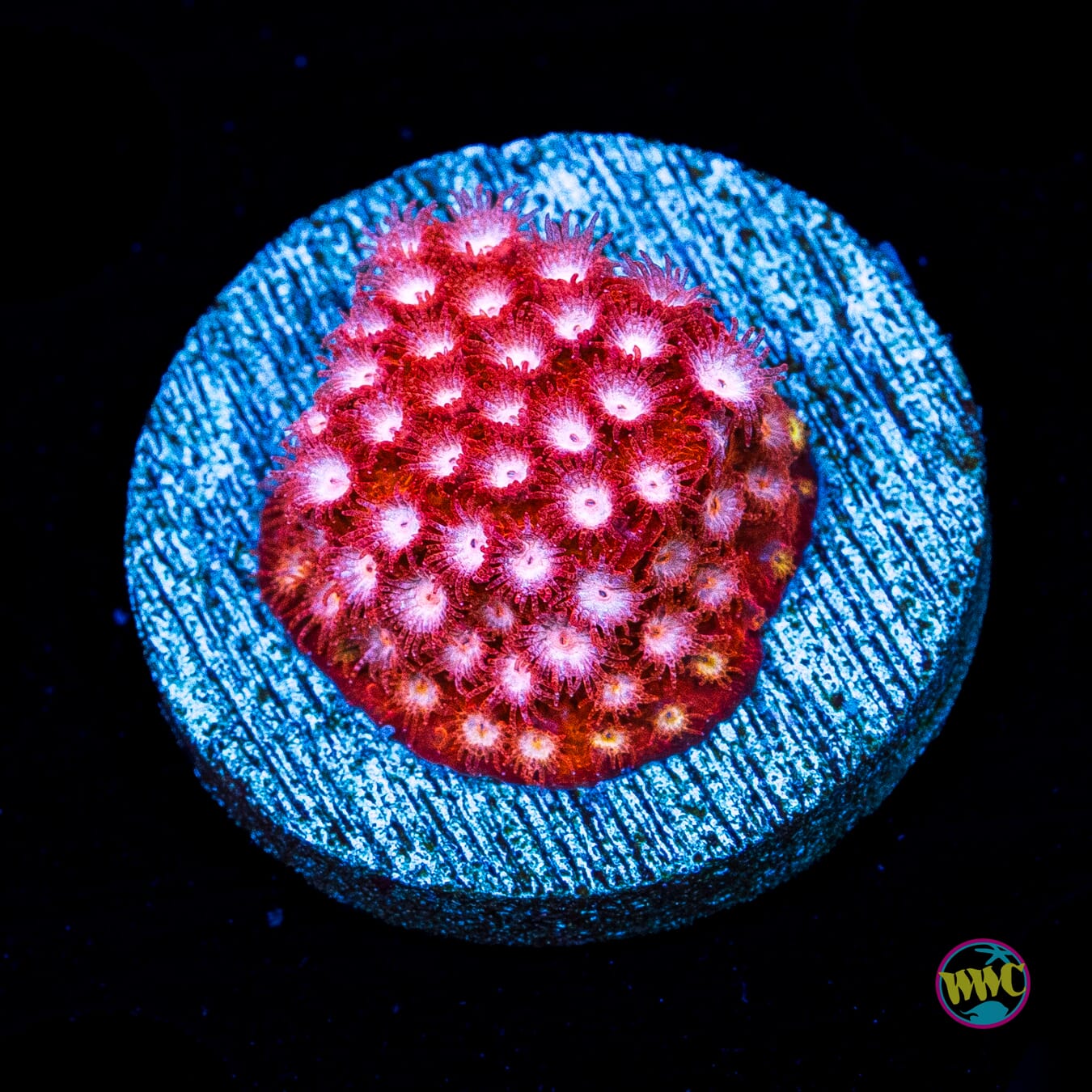 WWC Peppermint Cyphastrea