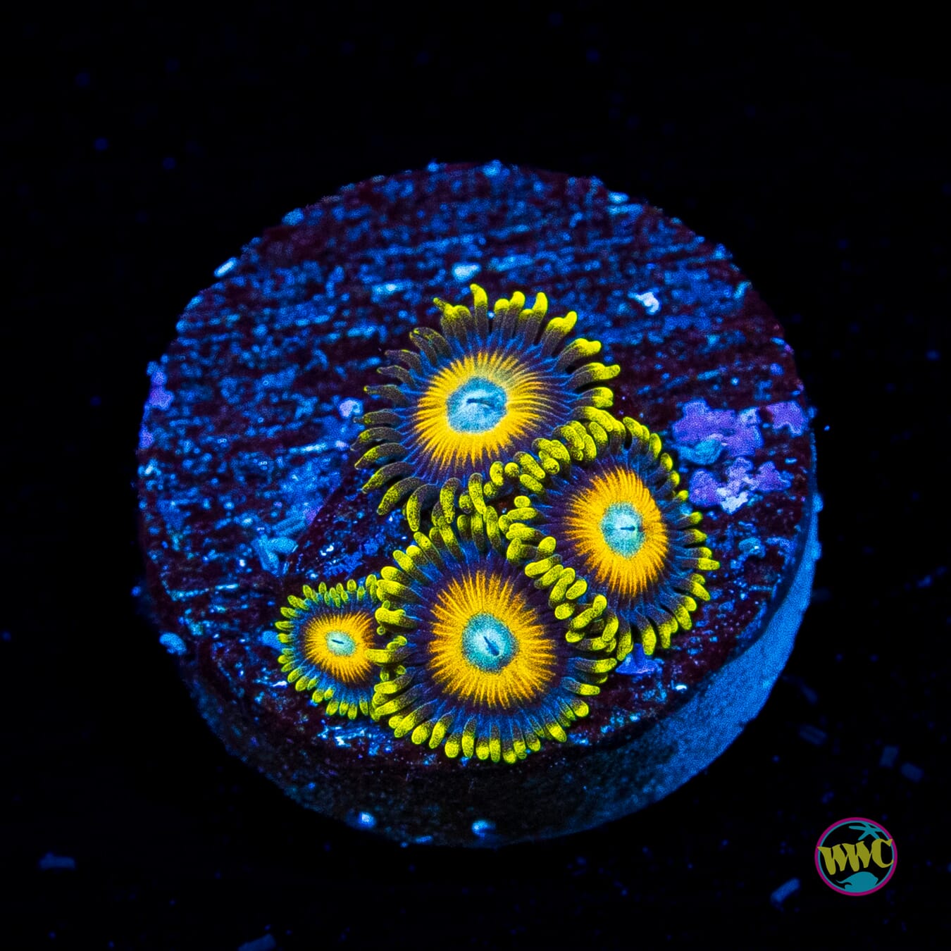 Scrambled Eggs Zoanthids