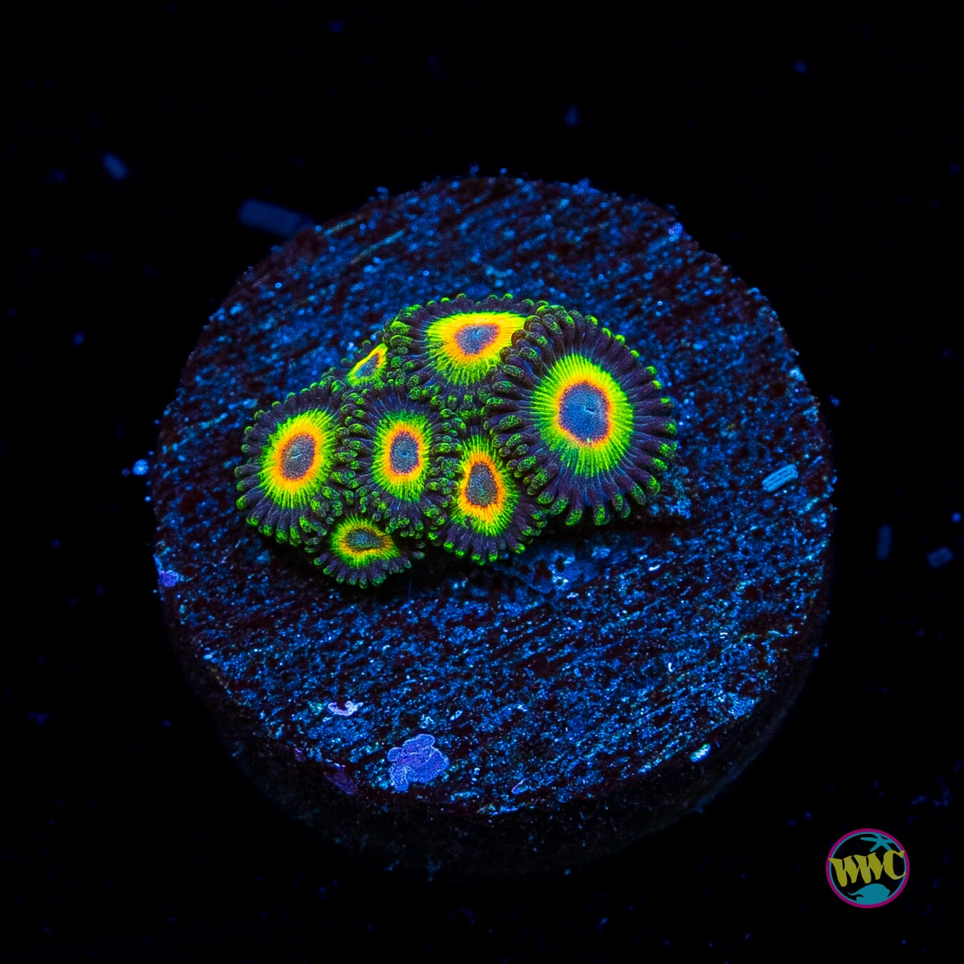 WWC Island Time Zoanthids