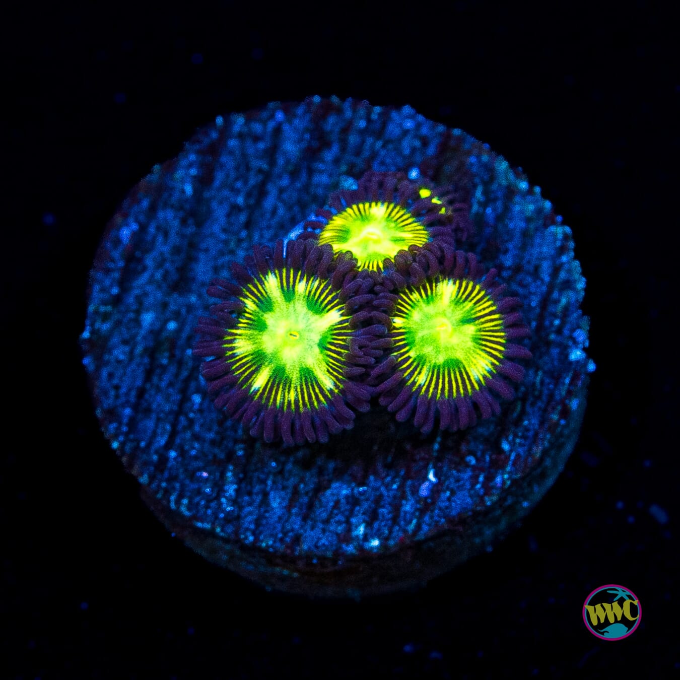 WWC Mean Green Zoanthids