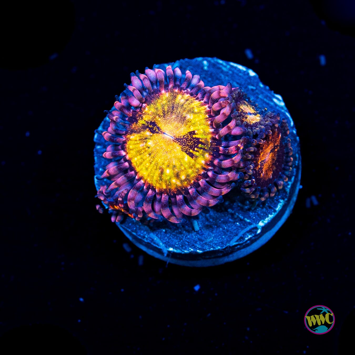 WWC Pandoras Zoanthids