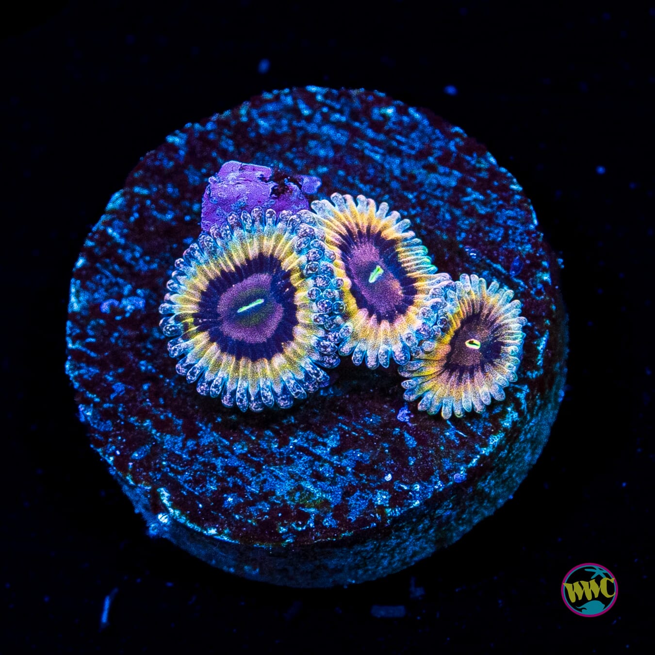 Queen Stratosphere Zoanthids