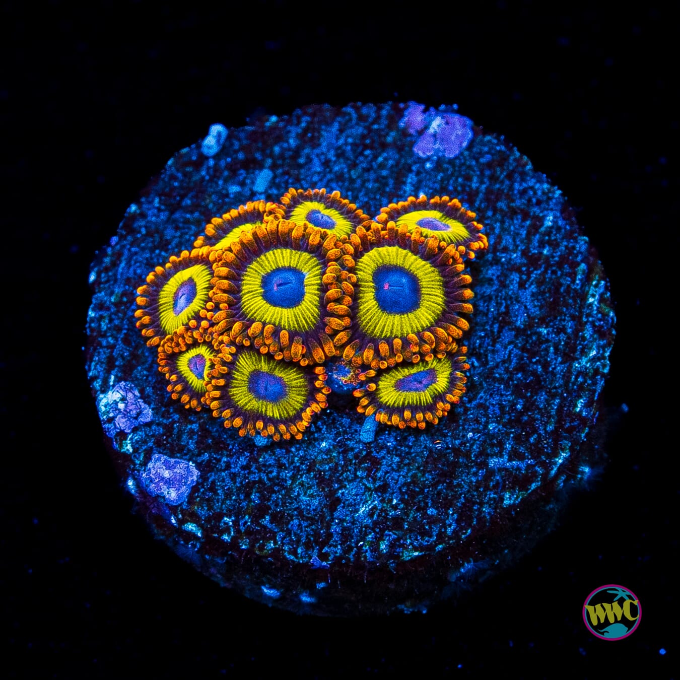 Fruit Loopz Zoanthids