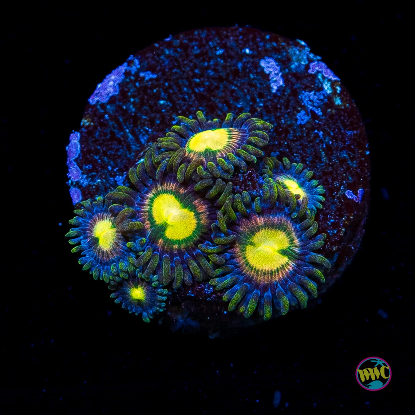 WWC Mystic Moon Zoanthids