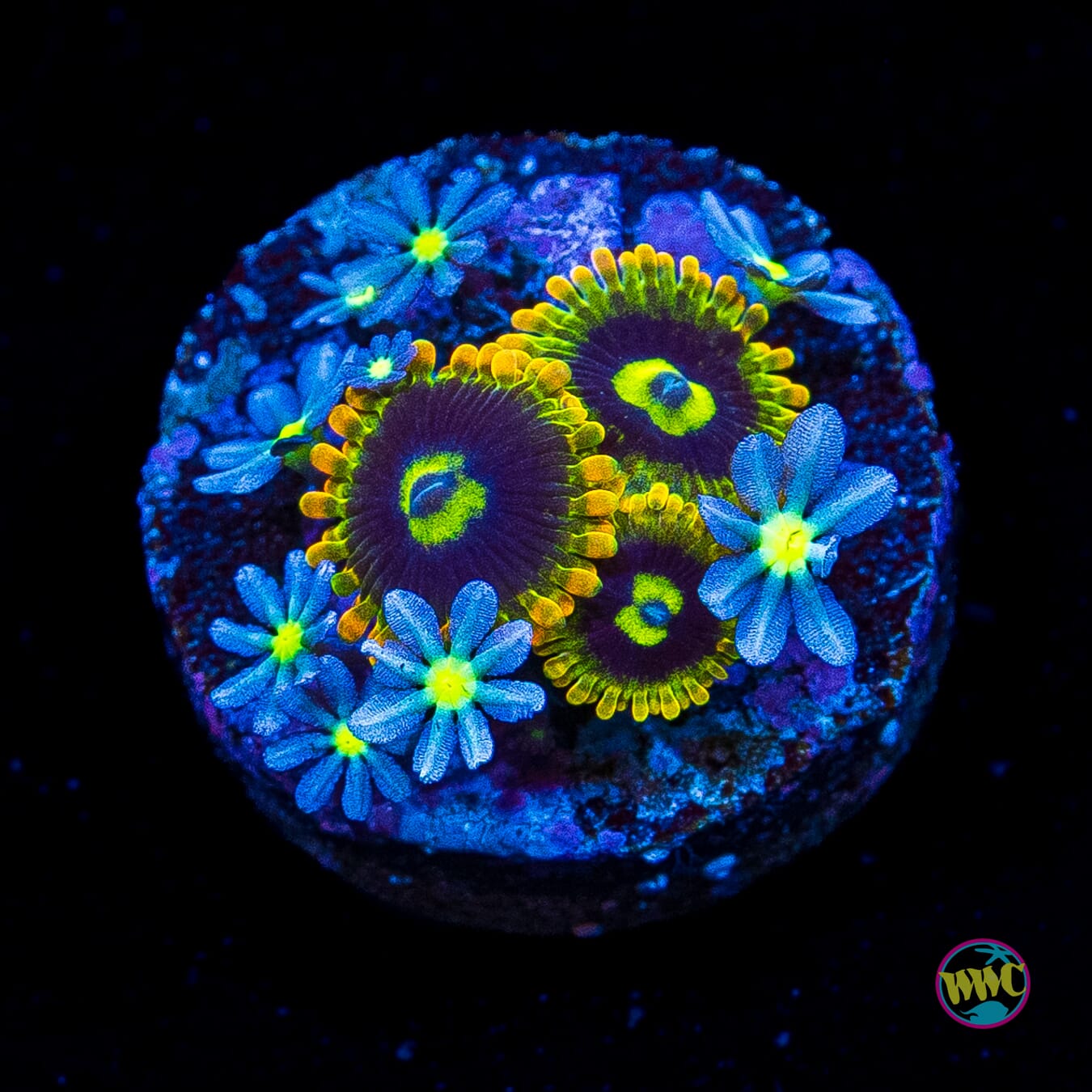 WWC Midnight Daisy Polyp and Yodaz Combo Zoanthids