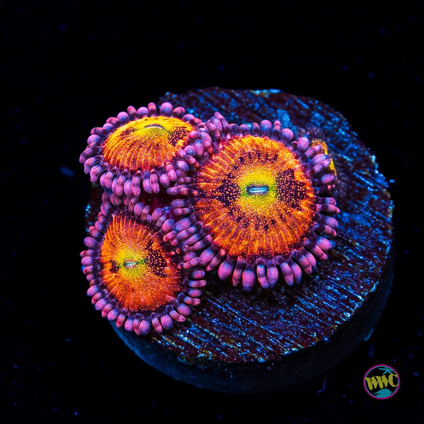 WWC Halle Berry Zoanthids